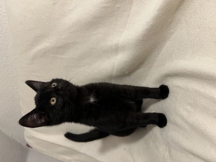 Katzenbabies/ Kitten