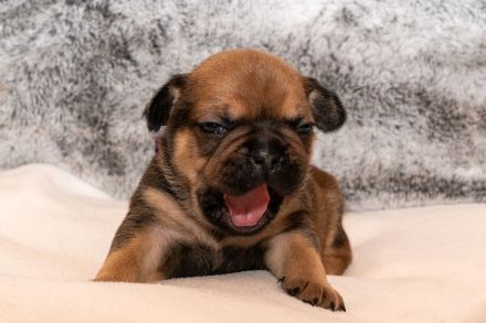 Franz.Bulldoggen Welpen