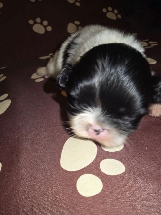 Es ist noch 1 süßer Pekingnese Welpe da Rüde