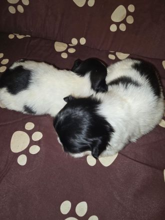 Es ist noch 1 süßer Pekingnese Welpe da Rüde