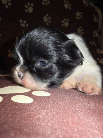 Es ist noch 1 süßer Pekingnese Welpe da Rüde