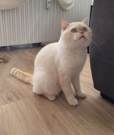 BKH Red Point Deckkater mit Stammbaum