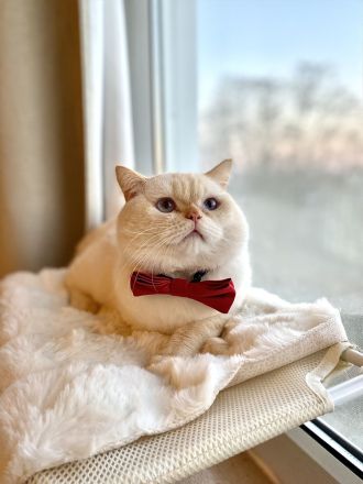 BKH Red Point Deckkater mit Stammbaum