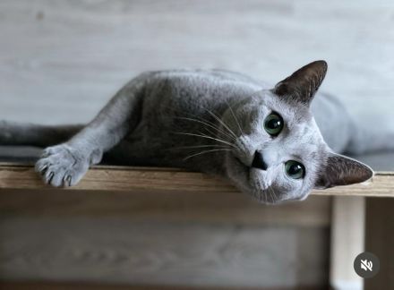 Abgabebereit! Russisch blau mit Stammbaum von seriösen Züchter