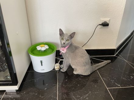 Abgabebereit! Russisch blau mit Stammbaum von seriösen Züchter