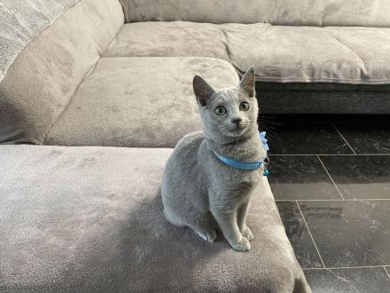 Abgabebereit! Russisch blau mit Stammbaum von seriösen Züchter