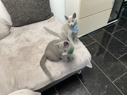 Abgabebereit! Russisch blau mit Stammbaum von seriösen Züchter