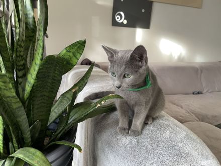 Abgabebereit! Russisch blau mit Stammbaum von seriösen Züchter