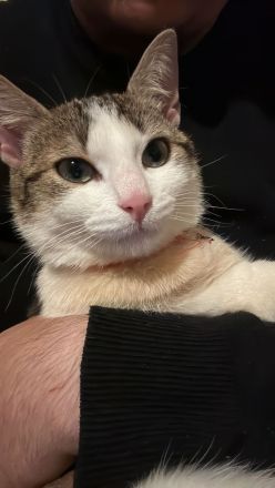 Katzen zu verkaufen