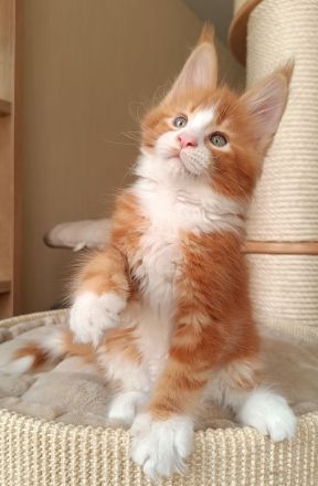 Reinrassige Maine Coon Kitten mit Stammbaum