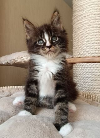 Reinrassige Maine Coon Kitten mit Stammbaum
