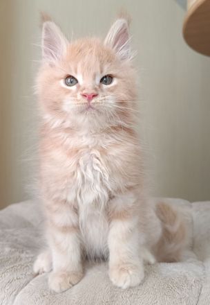 Reinrassige Maine Coon Kitten mit Stammbaum