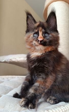 Reinrassige Maine Coon Kitten mit Stammbaum
