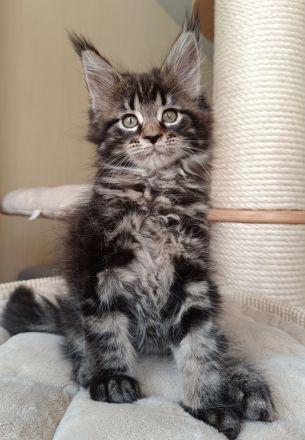 Reinrassige Maine Coon Kitten mit Stammbaum