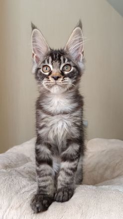 Reinrassige Maine Coon Kitten mit Stammbaum