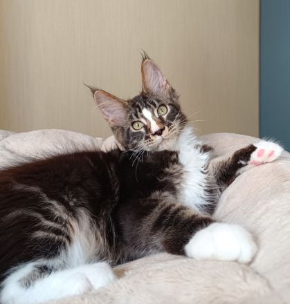Reinrassige Maine Coon Kitten mit Stammbaum