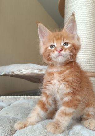 Reinrassige Maine Coon Kitten mit Stammbaum