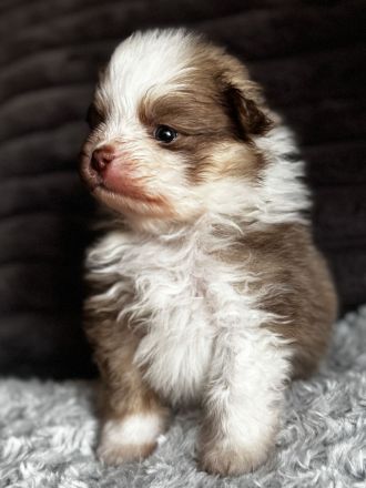 Pomeranian Spitz Reinrassige Welpen