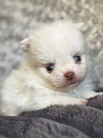 Pomeranian Spitz Reinrassige Welpen