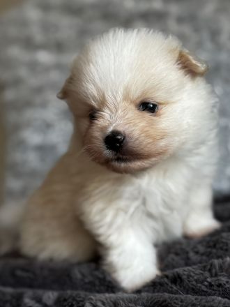 Pomeranian Spitz Reinrassige Welpen