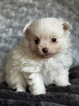 Pomeranian Spitz Reinrassige Welpen