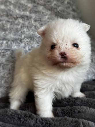 Pomeranian Spitz Reinrassige Welpen