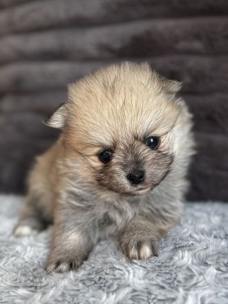 Pomeranian Spitz Reinrassige Welpen