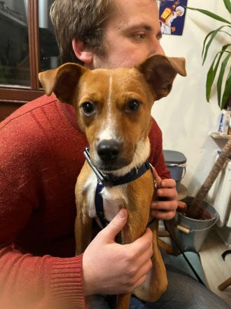 Pacco auf Pflegestelle in 27568 Bremerhaven sucht sein Für-immer-Zuhause