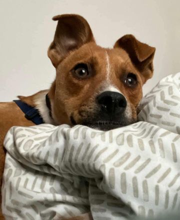 Pacco auf Pflegestelle in 27568 Bremerhaven sucht sein Für-immer-Zuhause