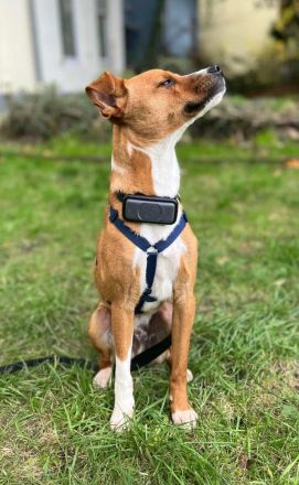 Pacco auf Pflegestelle in 27568 Bremerhaven sucht sein Für-immer-Zuhause