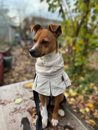 Pacco auf Pflegestelle in 27568 Bremerhaven sucht sein Für-immer-Zuhause