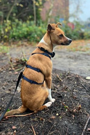 Pacco auf Pflegestelle in 27568 Bremerhaven sucht sein Für-immer-Zuhause