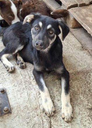 Nina sucht ihr Für-immer-Zuhause