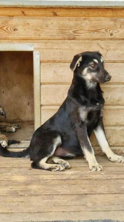 Nina sucht ihr Für-immer-Zuhause