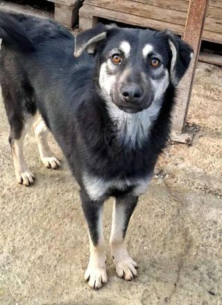 Nina sucht ihr Für-immer-Zuhause