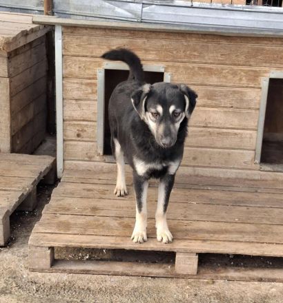 Nina sucht ihr Für-immer-Zuhause