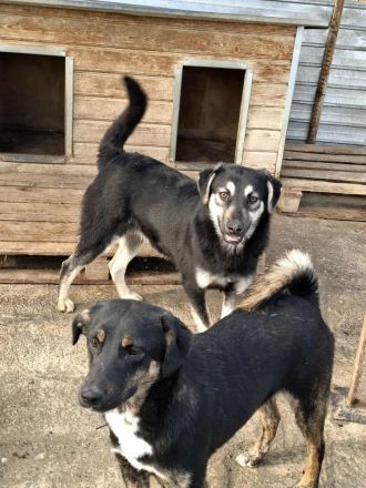 Nina sucht ihr Für-immer-Zuhause