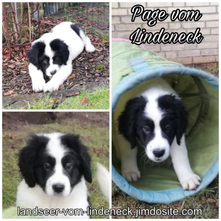 Landseer Welpen