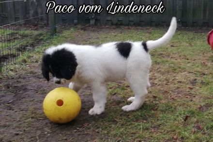 Landseer Welpen