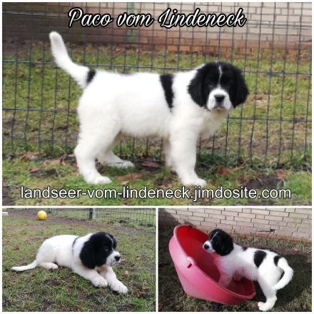 Landseer Welpen