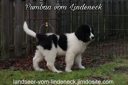 Landseer Welpen