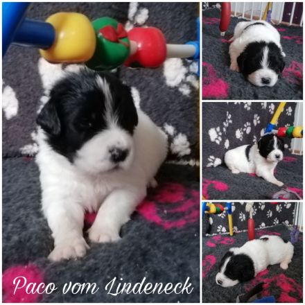 Landseer Welpen