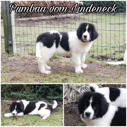 Landseer Welpen
