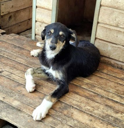 Libelle sucht ihr Für-immer-Zuhause