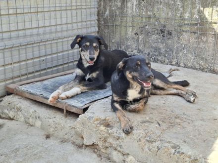 Libelle sucht ihr Für-immer-Zuhause