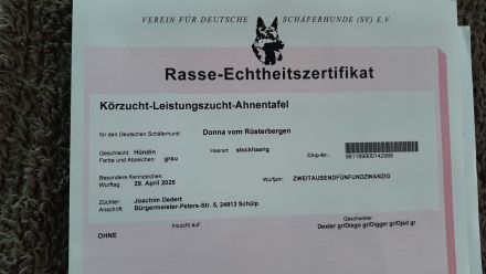 Deutsche Schäferhundin