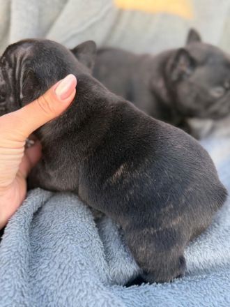 Französische bulldog welpen