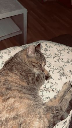 Katze in liebevolle Hände zu geben