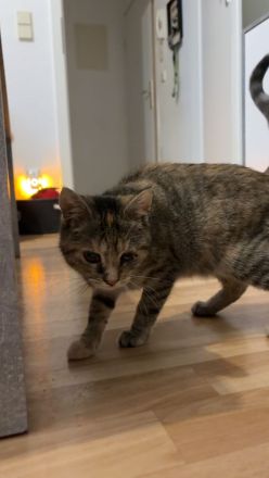 Katze in liebevolle Hände zu geben