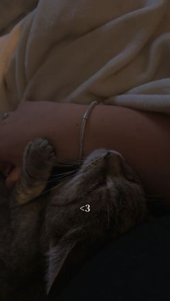 Katze in liebevolle Hände zu geben